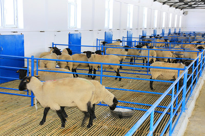 健坤牧業(yè) 現(xiàn)代化畜牧產(chǎn)業(yè)發(fā)展的探索者與實踐者