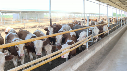 高臺 肉牛產(chǎn)業(yè)勢頭強勁，畜牧設備技術開發(fā)助力鄉(xiāng)村振興